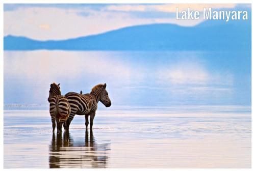 Two zebras on the pristine shores of the scenic Lake Manyara, in Tanzania